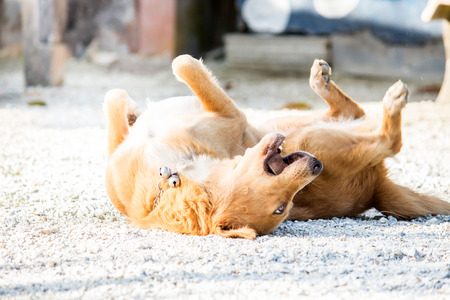 dog relax action cuteの写真素材