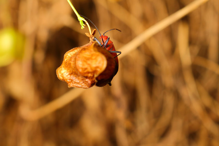 extra soft focus Indian Milkweed Bug breeding, Oncopeltus confusus macro on green leaf