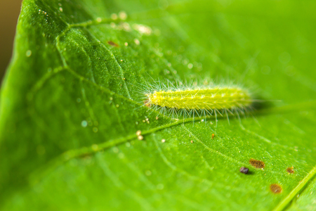 close-up soft focus worm nature on green leaf backgroundの写真素材