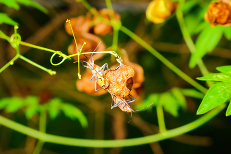 extra soft focus Indian Milkweed Bug breeding, Oncopeltus confusus macro on green leafの写真素材