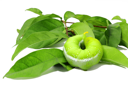green caterpillar isolated on white backgroundの写真素材