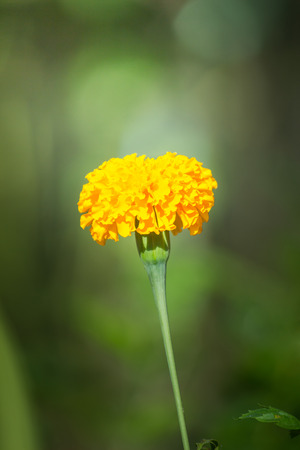 marigold garden nature backgroundの写真素材