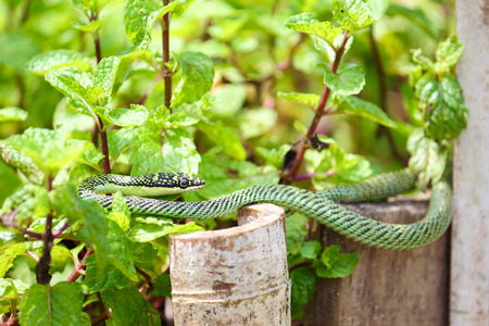 nature green snake on peppermint plant in asia