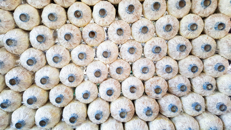 oyster mushroom on saw sawdust bag in farm
