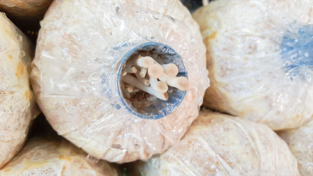 oyster mushroom on saw sawdust bag in farmの写真素材