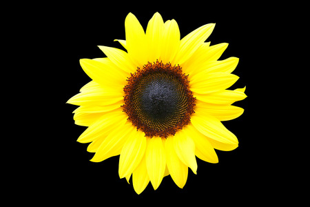 sunflower isolatedの写真素材