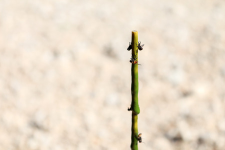 sticky fly traps with glueの写真素材
