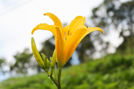 flower in cameron highland, malaysiaの写真素材