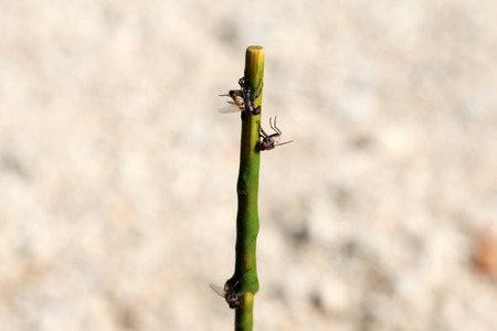 sticky fly traps with glueの写真素材