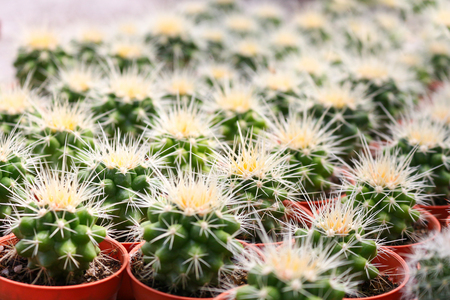 cactus in cameron highland, malaysiaの写真素材