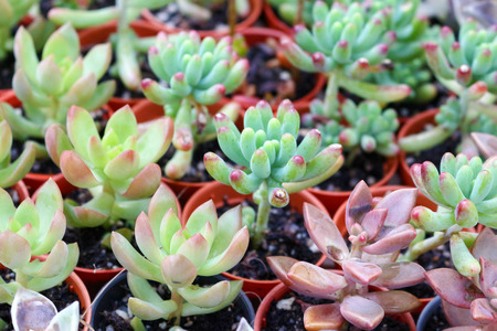 plant in cameron highland, malaysiaの写真素材