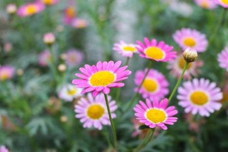 flower in cameron highland, malaysiaの写真素材