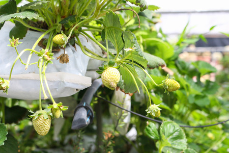 fresh strawberry from farmの写真素材