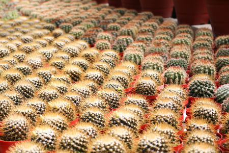 cactus in cameron highland, malaysia