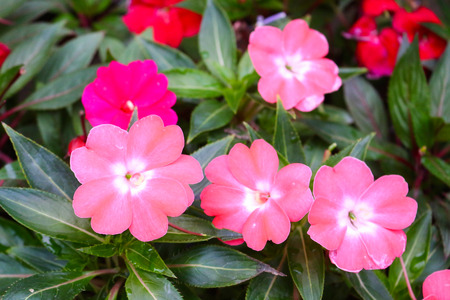 flower in cameron highland, malaysiaの写真素材
