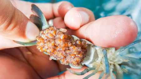 red crayfish with babiesの写真素材