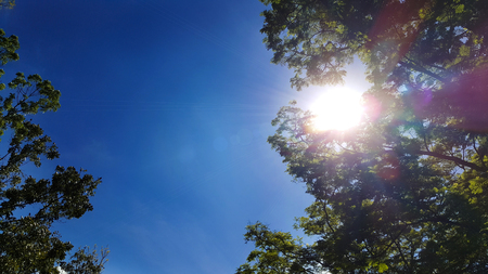 sun ray on sky and trees backgroundの写真素材