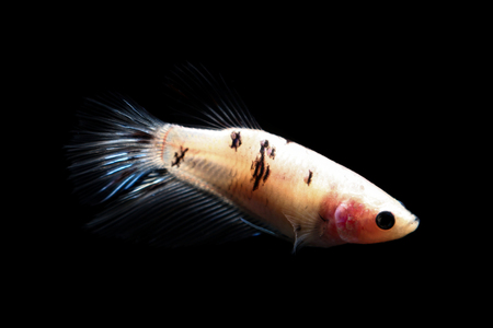 betta fish, siamese fighting fish in thailand isolated on black backgroundの写真素材
