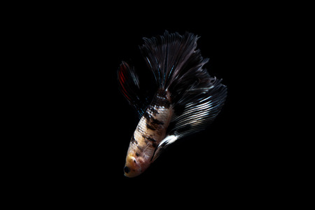 betta fish, siamese fighting fish isolated on black backgroundの写真素材
