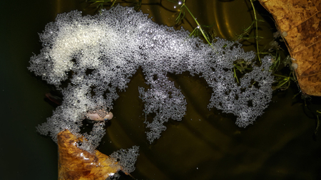 breeding thailand betta and eggs, siamese fighting fishの写真素材