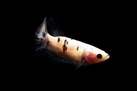 betta fish, siamese fighting fish in thailand isolated on black backgroundの写真素材