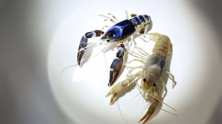 crayfish ghost breeding isolated on white backgroundの写真素材