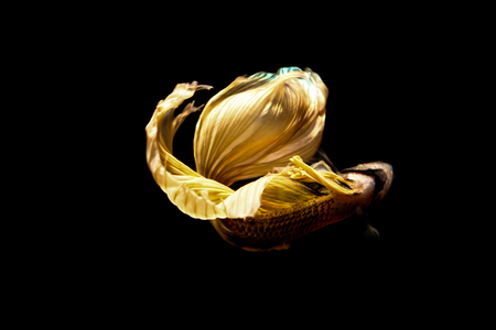 betta fish, siamese fighting fish in thailand isolated on black backgroundの写真素材