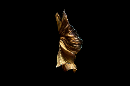 betta fish, siamese fighting fish in thailand isolated on black backgroundの写真素材