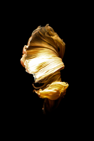 betta fish, siamese fighting fish in thailand isolated on black backgroundの写真素材