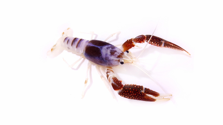 procambarus clarkii ghost thailandの写真素材