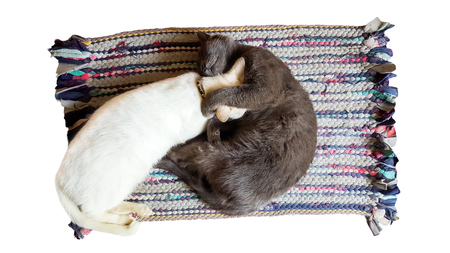 cat sleeping together lay down on carpet