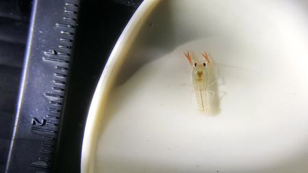 baby cherax destructor in spoonの写真素材
