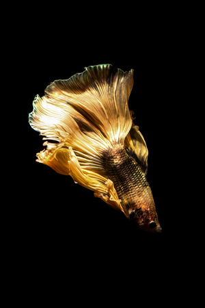 betta fish, siamese fighting fish in thailand isolated on black backgroundの写真素材