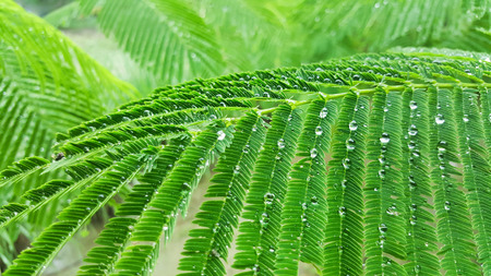 raindrop on green leaf