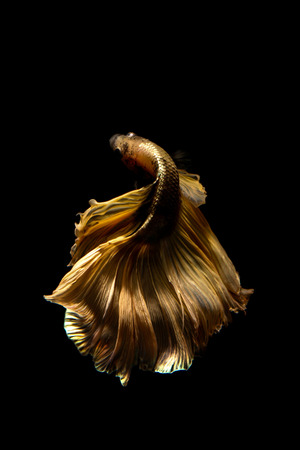 betta fish, siamese fighting fish in thailand isolated on black backgroundの写真素材