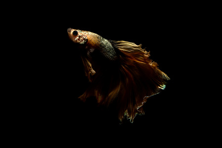 betta fish, siamese fighting fish in thailand isolated on black background