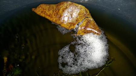 breeding thailand betta and eggs, siamese fighting fish