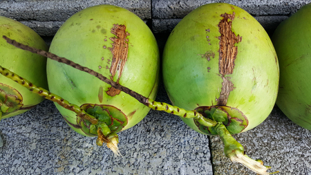 young green coconuts with nutrient, health benefits, dietary fiber and high electrolytesの写真素材