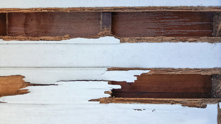 termite wall damage texture background