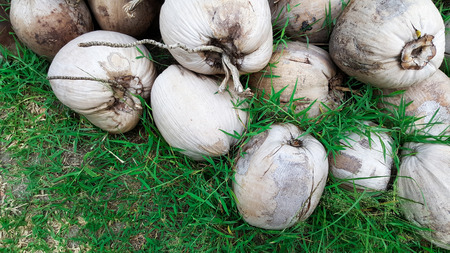 stack of brown coconut in garden