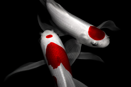 two fishs koi carp comet tancho kohaku traditional japanese aquarium isolated on backgroundの写真素材