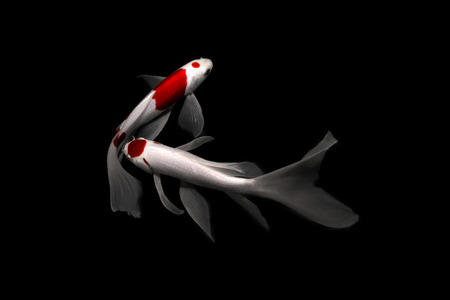 two fishs koi carp comet tancho kohaku traditional japanese aquarium isolated on backgroundの写真素材