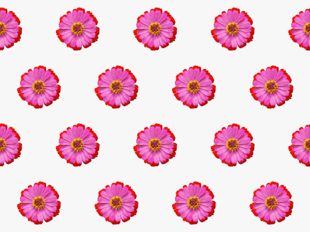 pattern pink flower zinnia violacea seamless abstract nature background