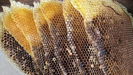 close-up old honeycomb
