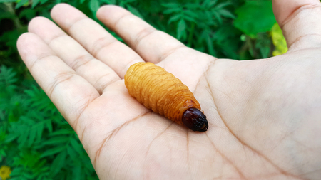 hand hold sago worm, larvae from the red palm weevil