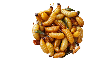 sago worm, larvae from the red palm weevil isolated on white background with clipping path