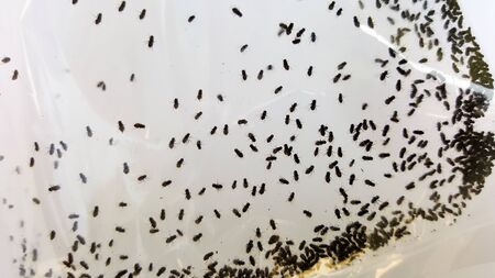 drosophila crowd in plastic bag