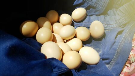 egg on nest in country farm