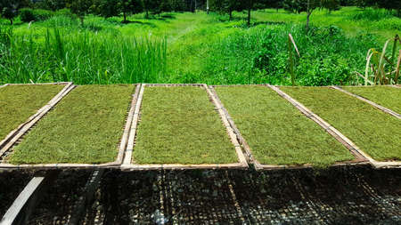 tobacco dry in the sun