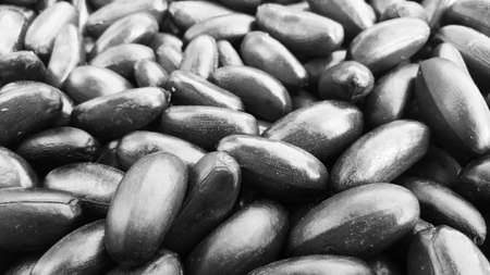 elateriospermum Tapos Blume nut, nakhon si thammarat, south of thailand